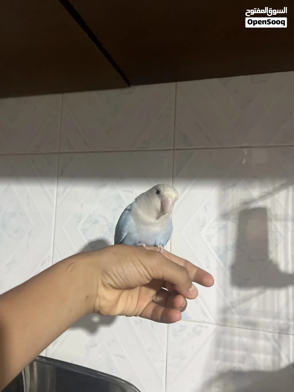 ربي يبارك عصفور روز للبيع