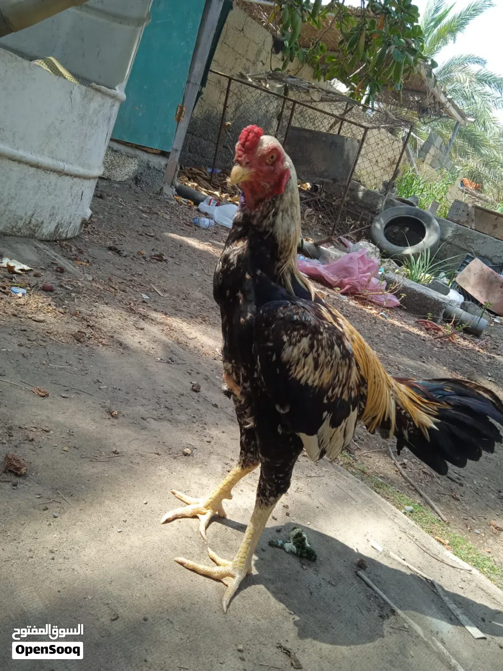 للبيع طير بتشوه أموره طيبه مافيه شي