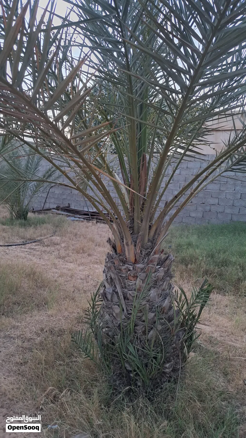 جبارة بكراري