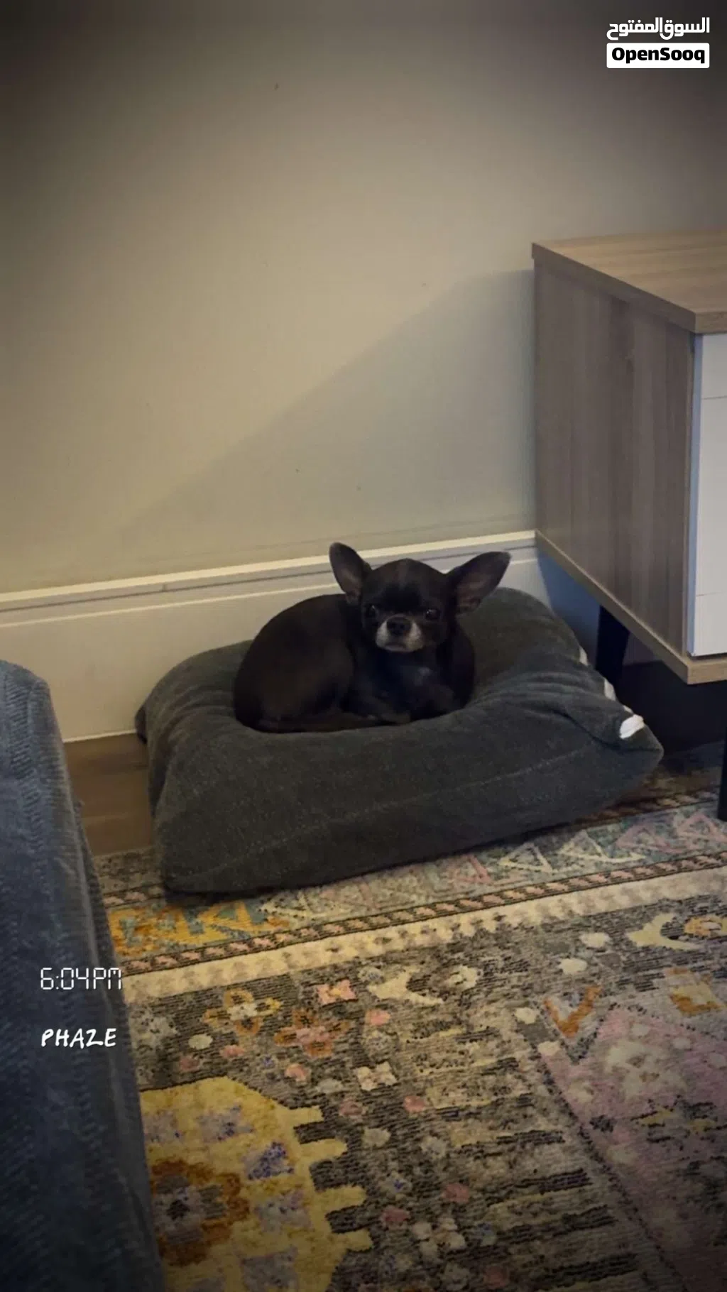 Chihuahua Female for Sale