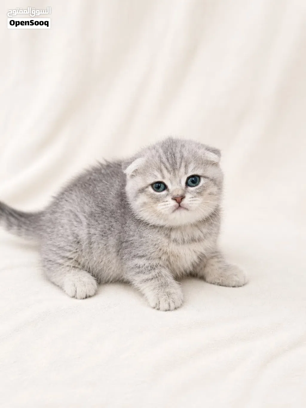 Limited Offer on Kittens