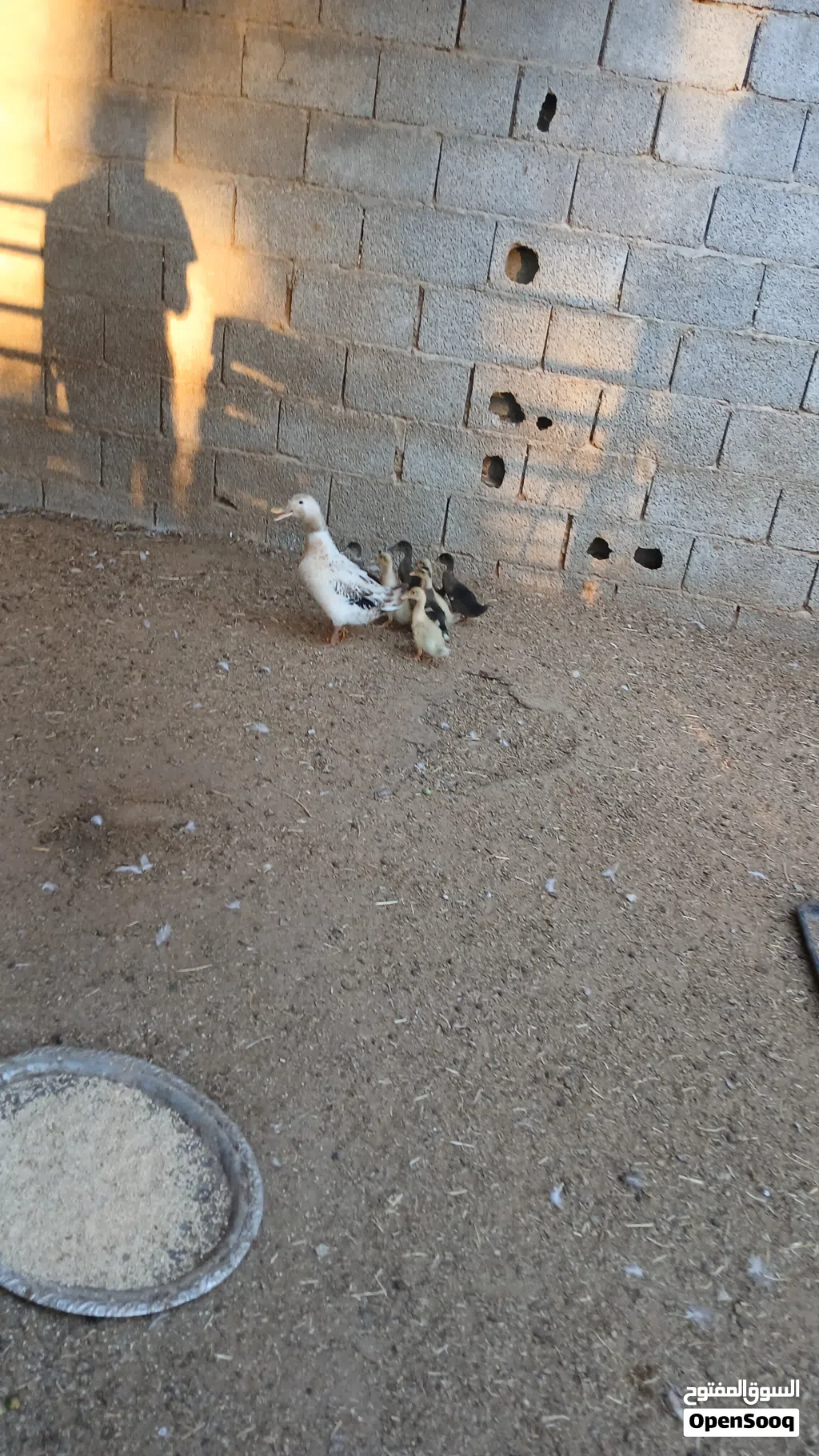 بط زينه البيع