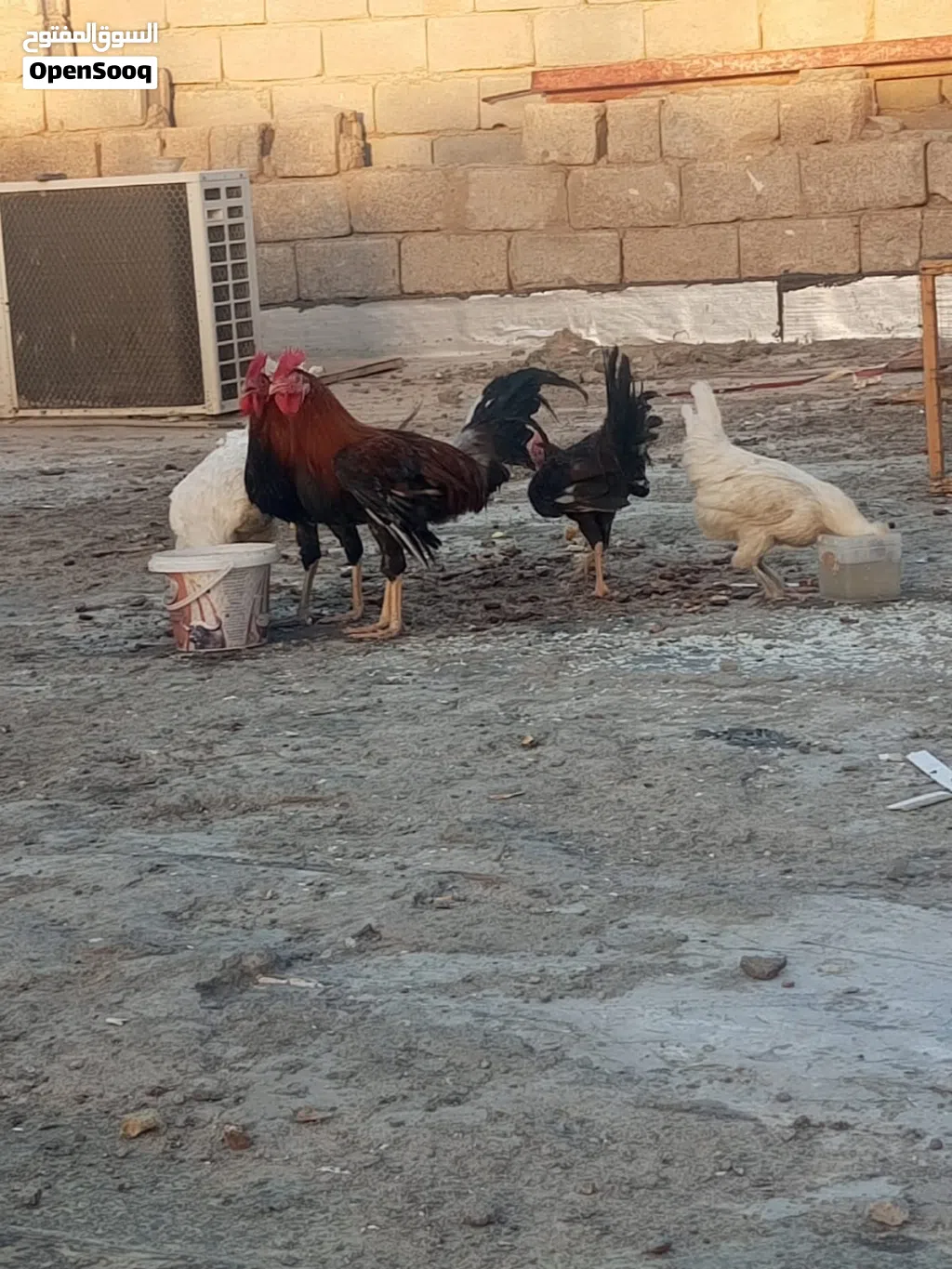 ثلاث ديوجه ودجاجه