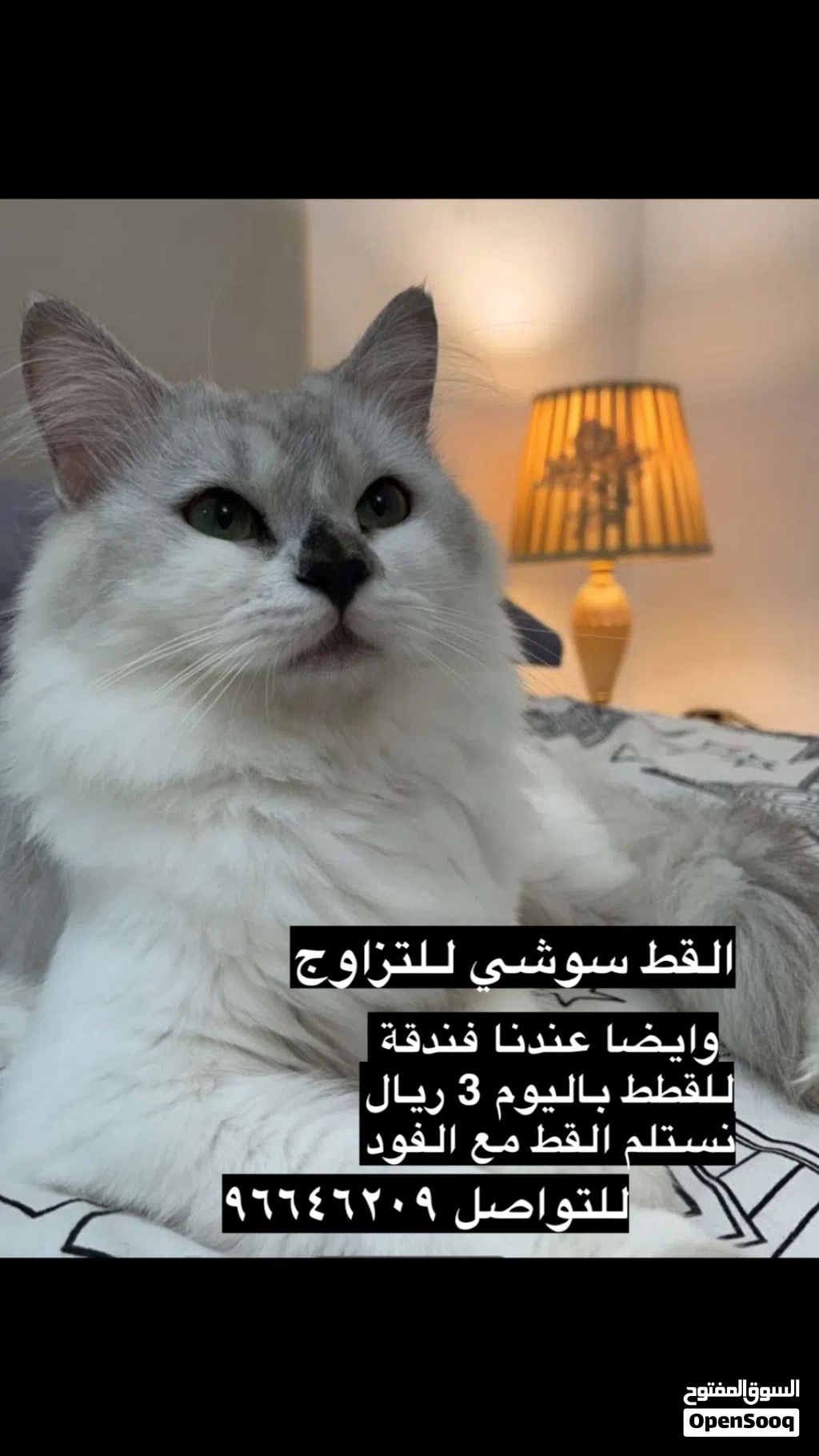 القط سوشي والقط اوريو للتزاوج