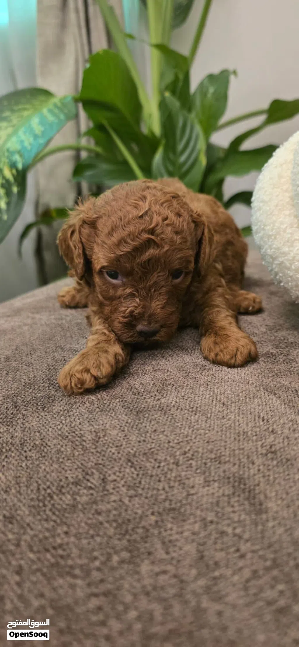 Poodle brown 3 months