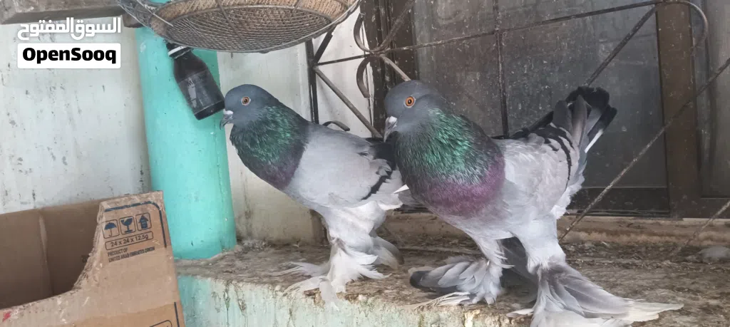 pigeon sale الــنــوع: حمام نفاخ