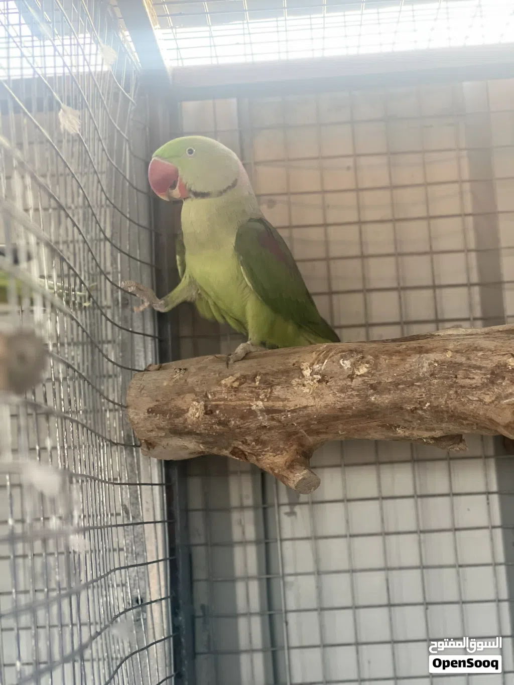 ببغاء نيبالي