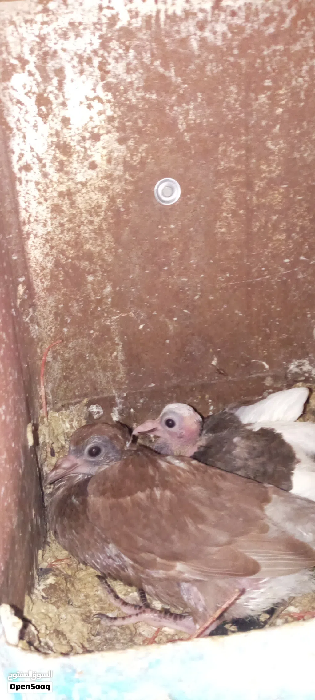 حمام بلدي تحته بيض وفراخ