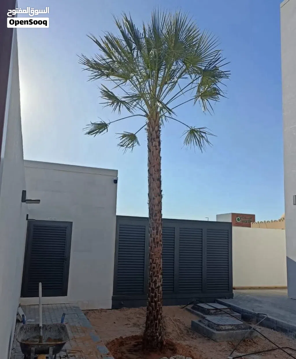 wax palm trees(copernicia for Sale