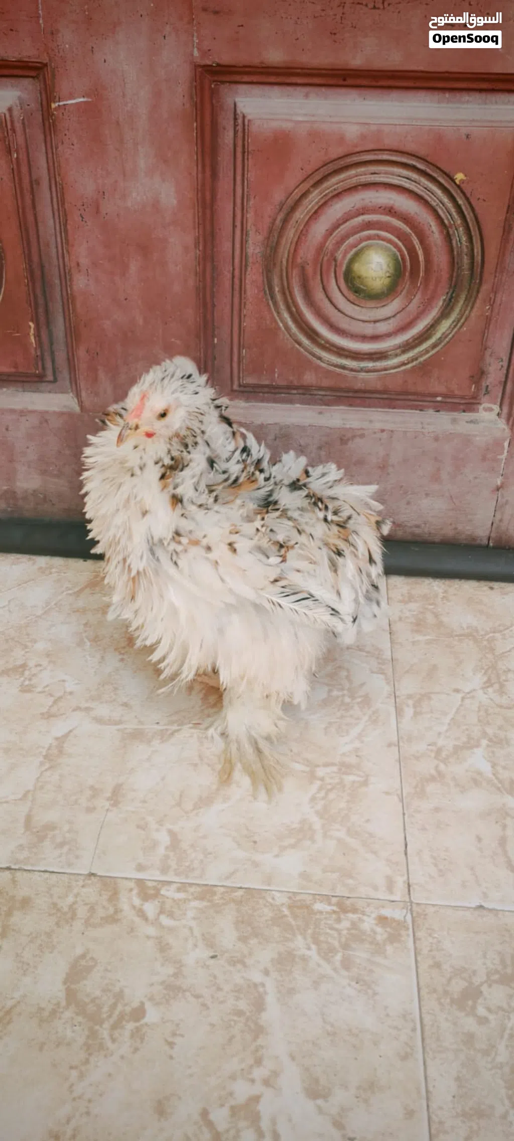 دجاج الكوشن القزم