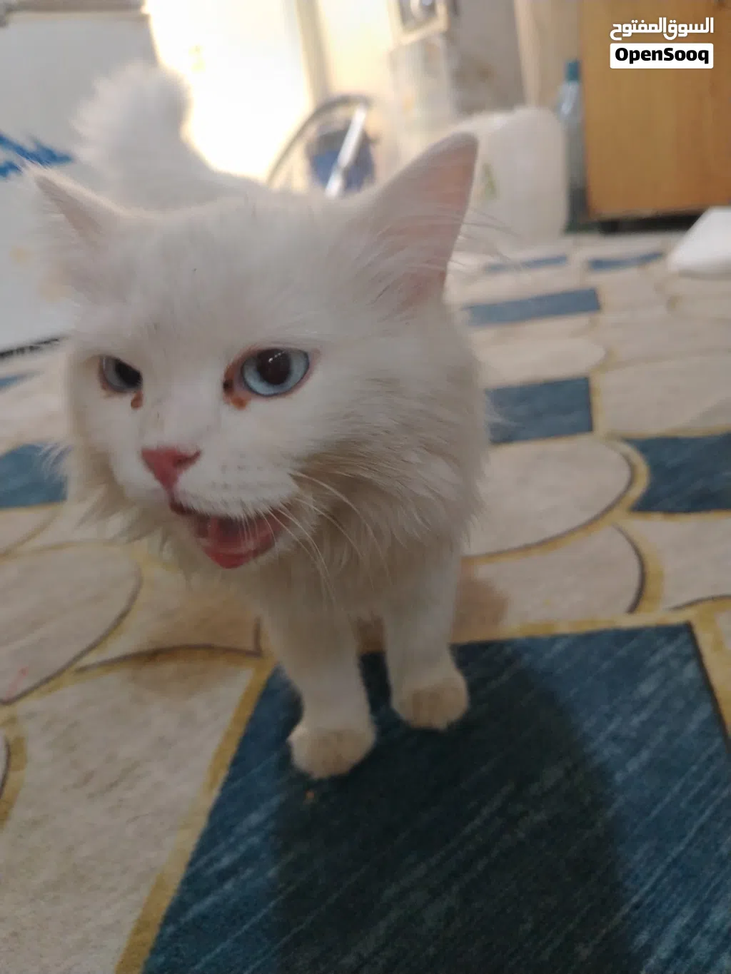 بزونه اليفه