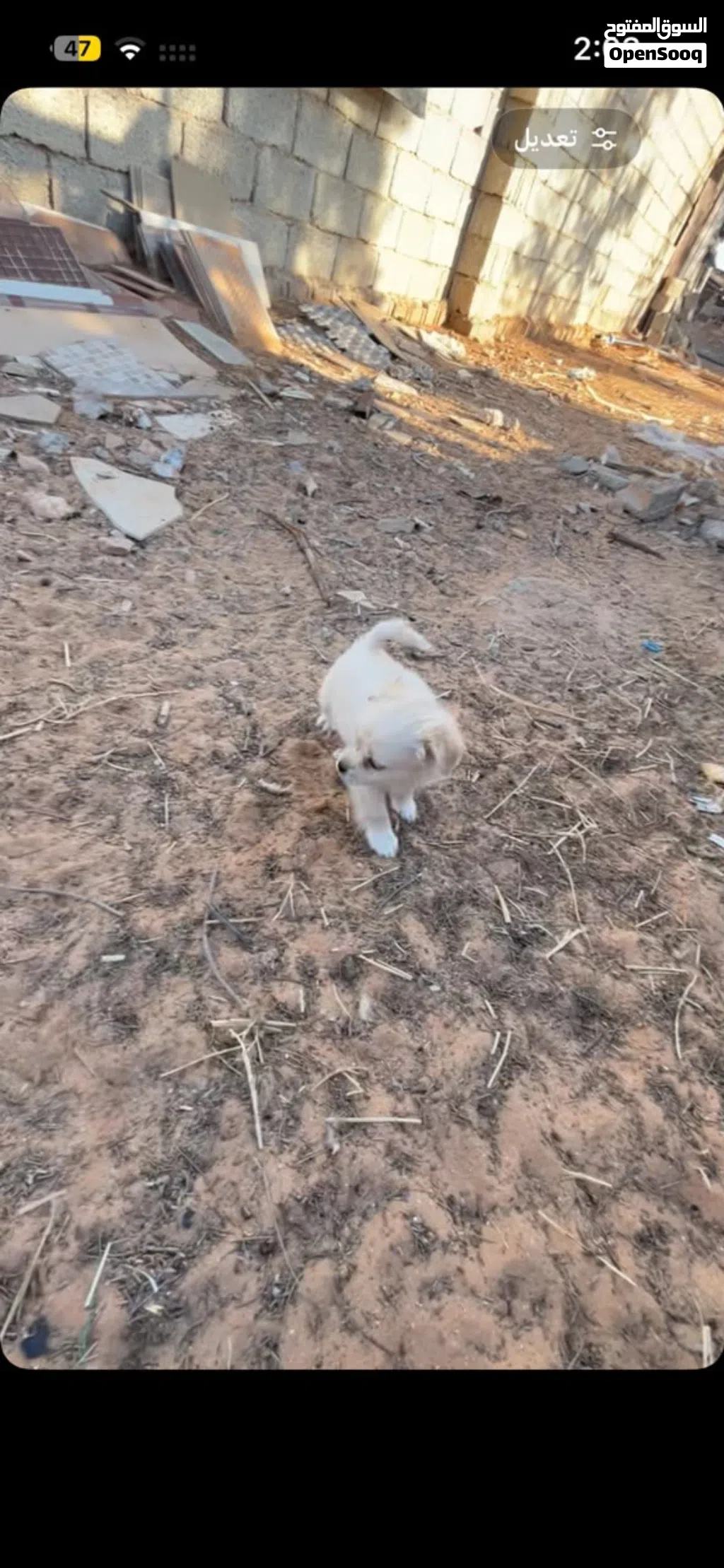 كلب تشيواوا لون ابيض