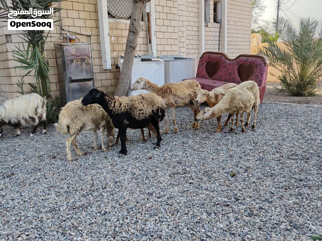 جعد للبيع اقرا الوصف تحت لا يفوتك