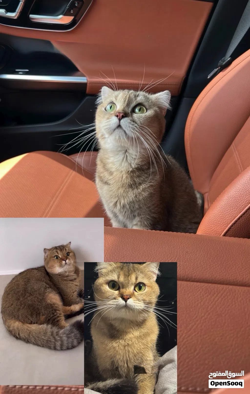 قطه سكوتش فولد للبيع نادره جدااا !!! Scottish fold for sale very rare !!!