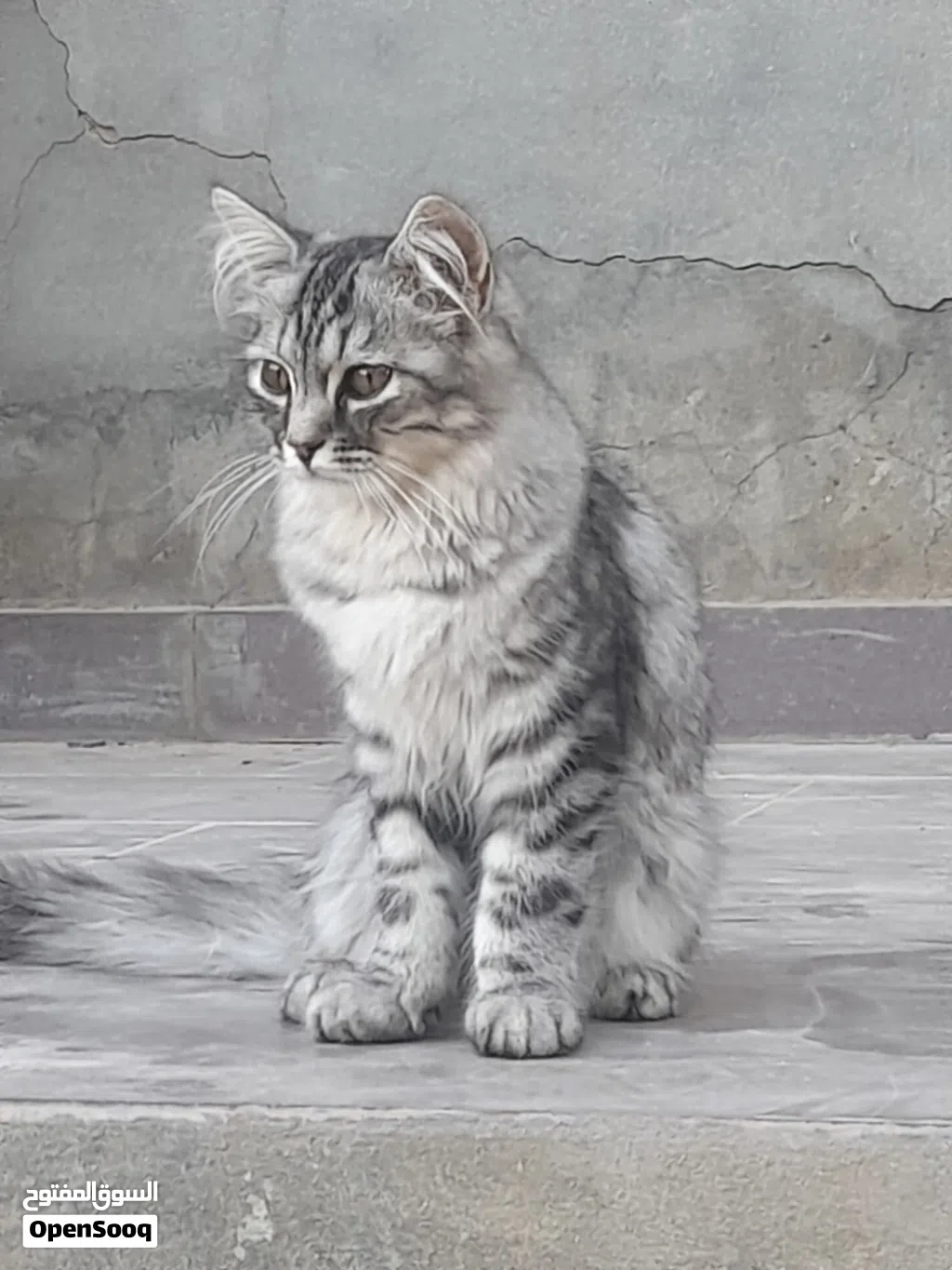 قط شيرازي ربي يبارك