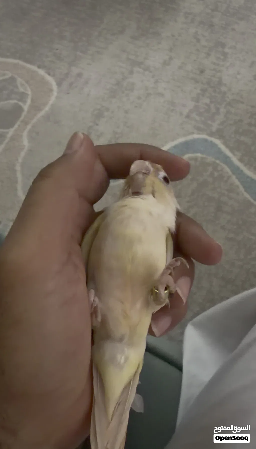 كنيور أليف حمامة ولون نادر مون جيك