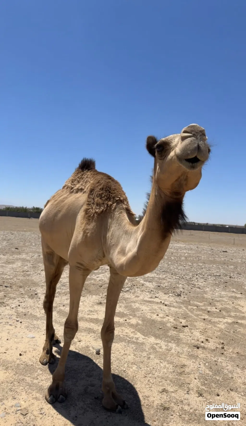 ناقة عرضه مدني باطنيه