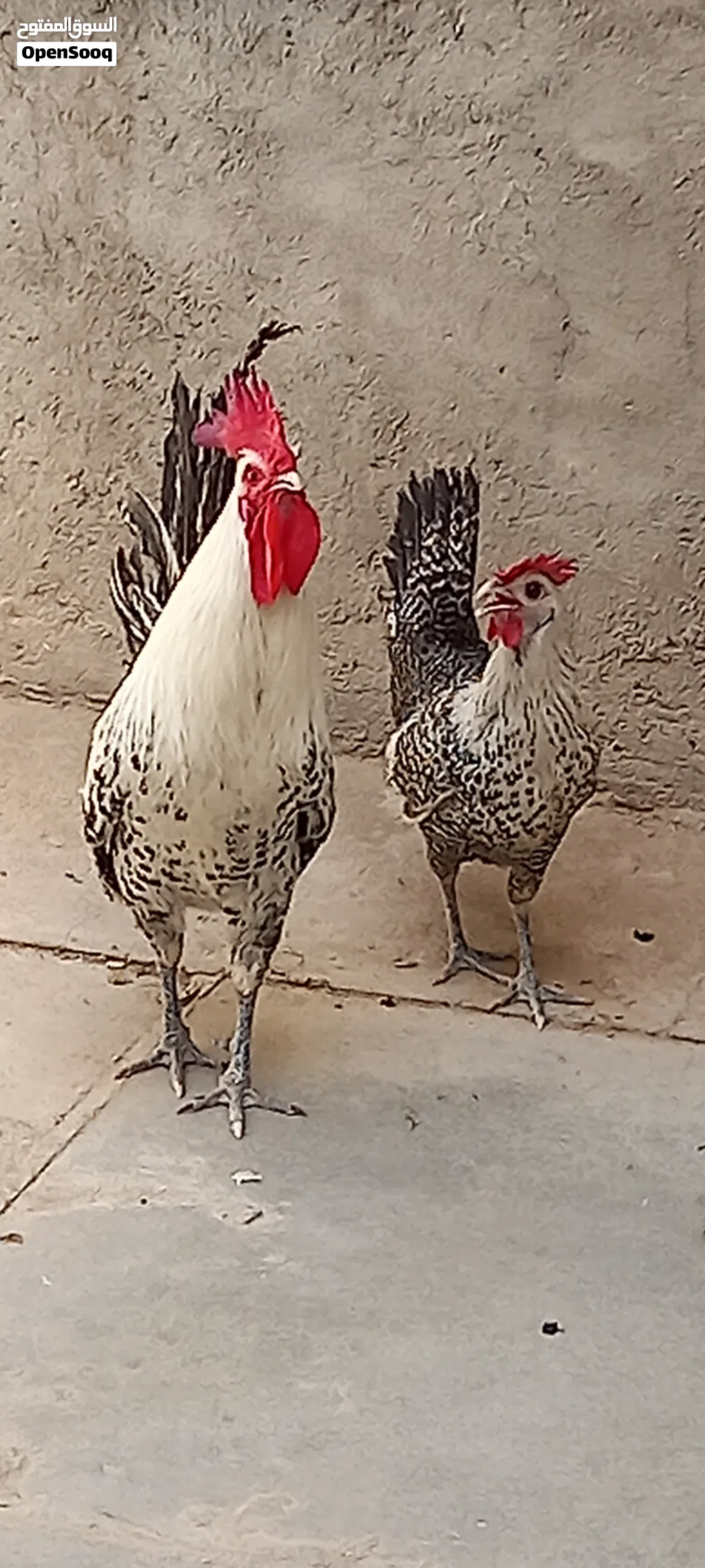 دجاج للبيع