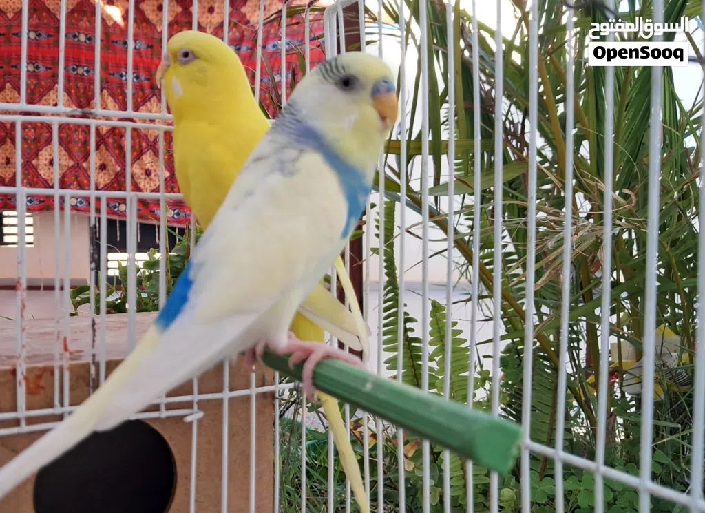 كوبيه بقلينو ريش درجة أولى بيع او تبديل