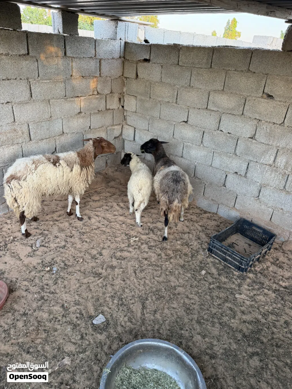 زوز نعجات للبيع