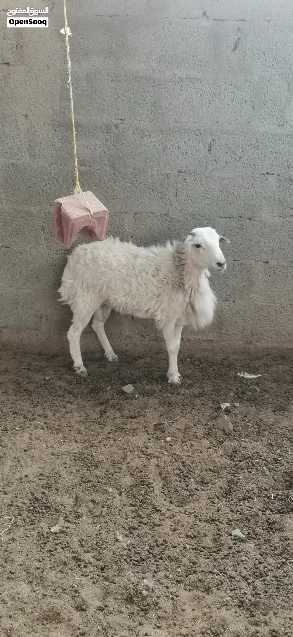 كبش يمني أصل نوع شوير