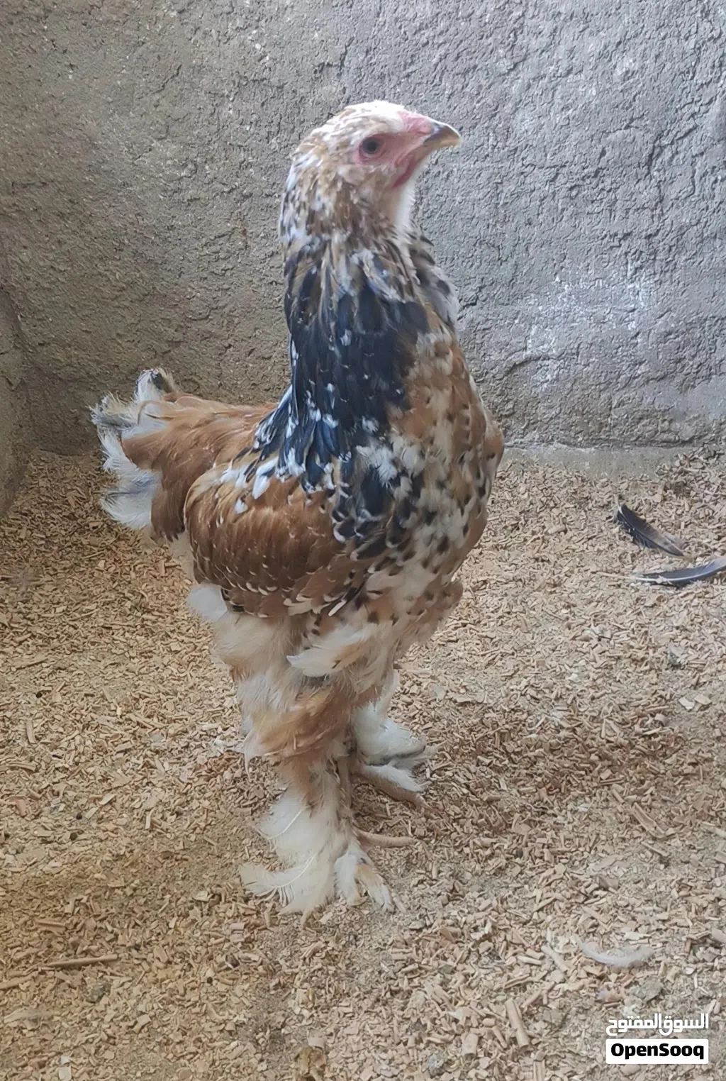 ديك براهما بورسلان