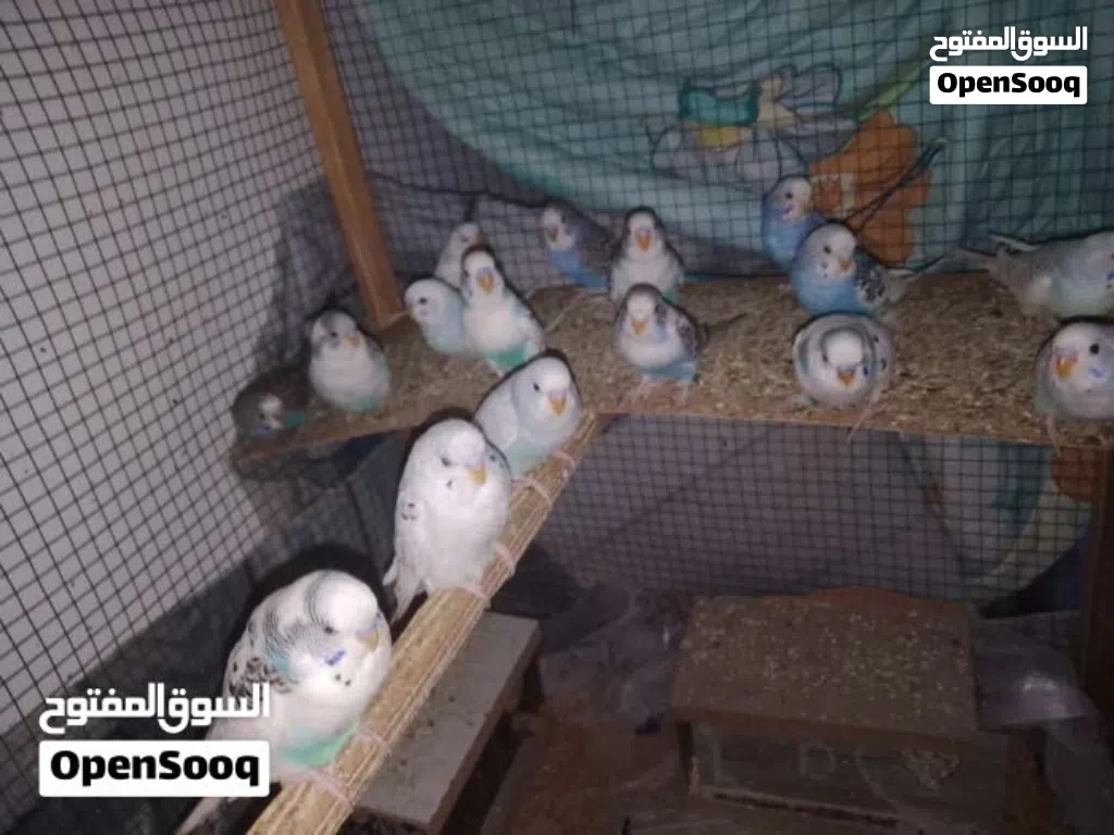 طيور حب حبشيه