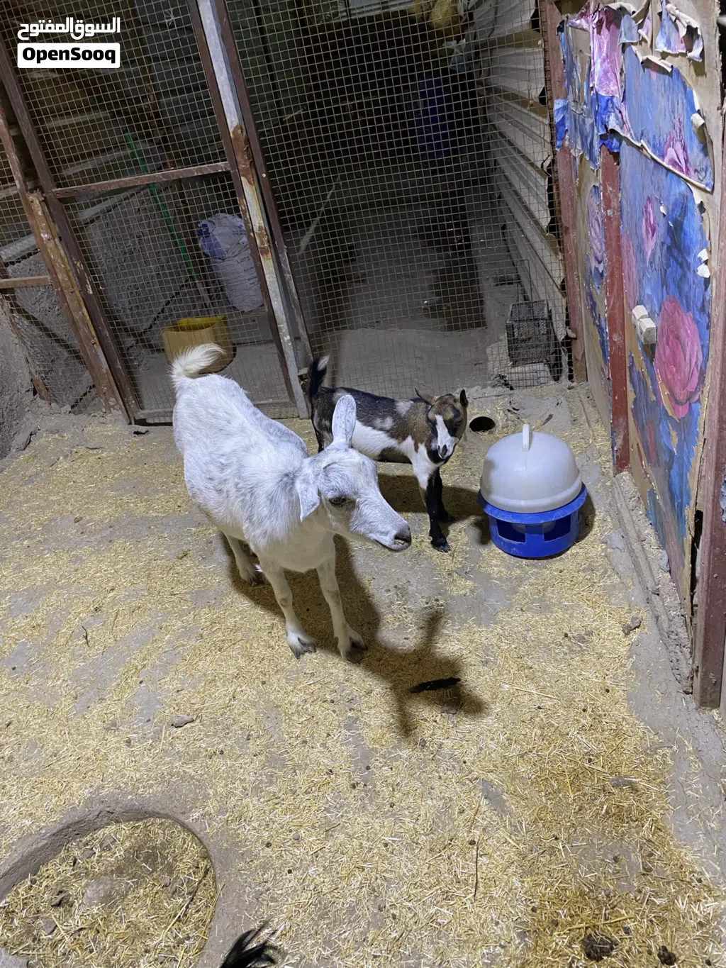 السلام عليكم صخله مكس اصليه حامل اسبوع او اقل من اسبوع وتجيب وياها فحل بلجيكي اصلي عمره 5 اشهر