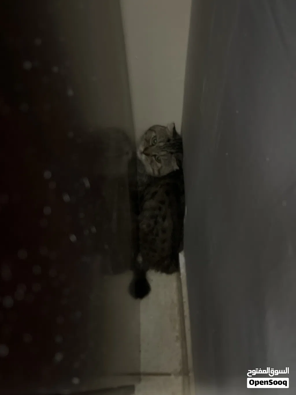 قطو سكوجفولد ذكر