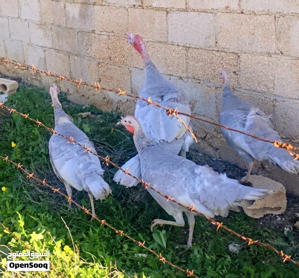 بيض حبش بلجيكي الالمنيوم الصافي البزره الاصليه