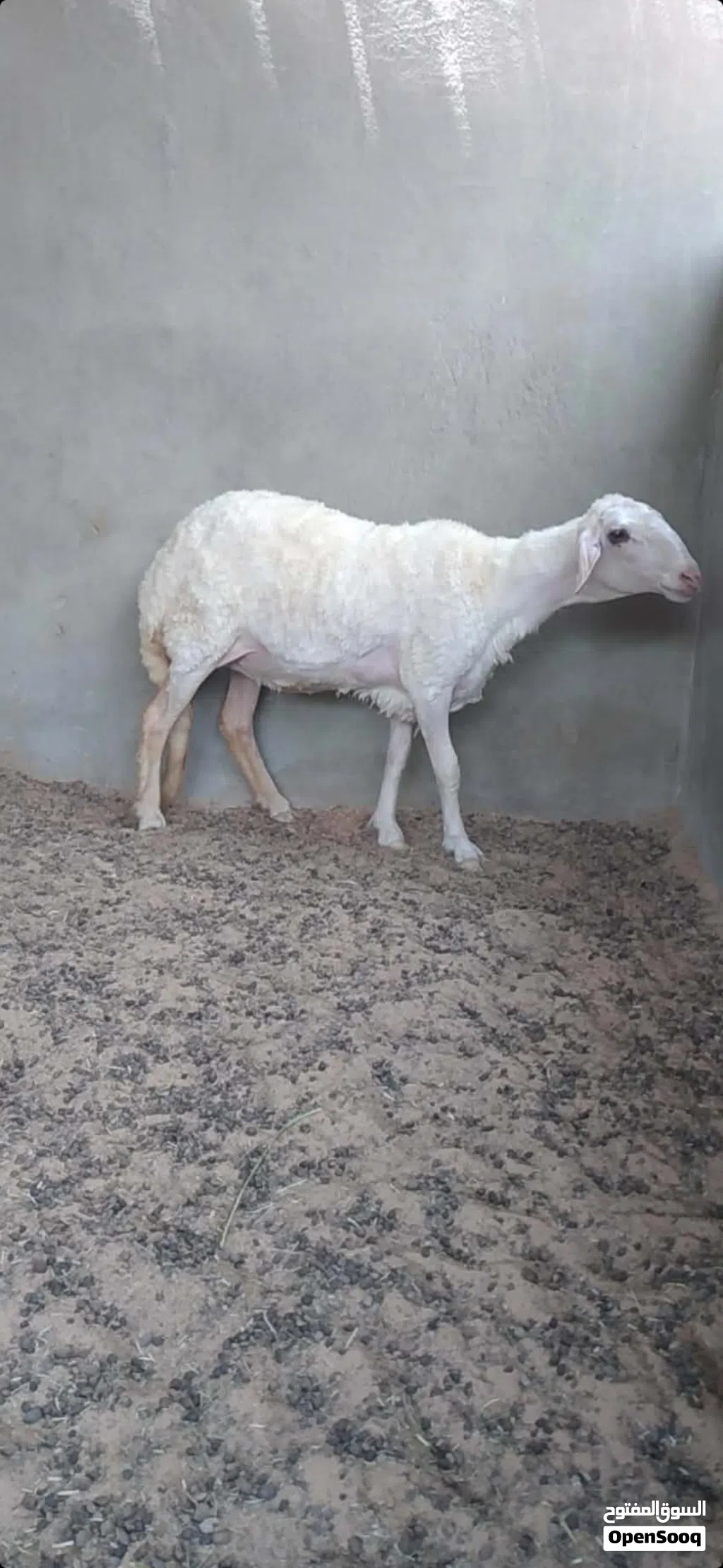 حولية هجين صوف للبيع