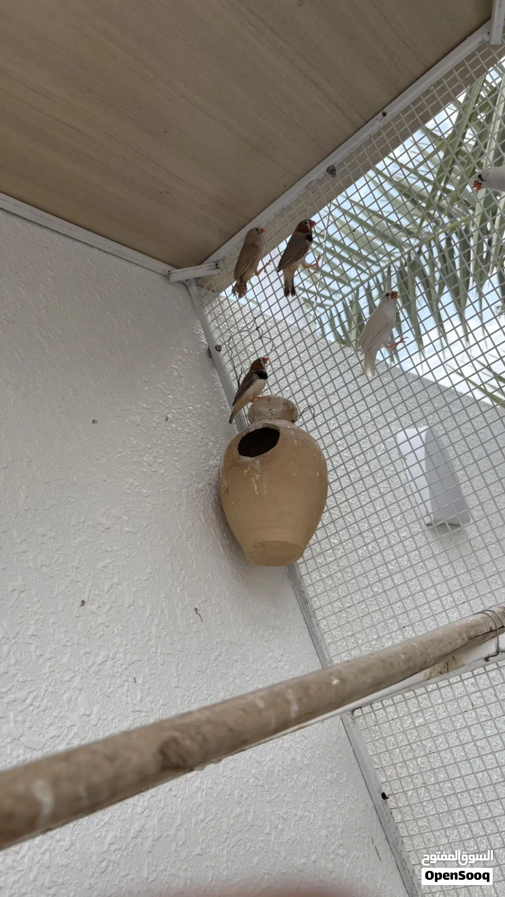 زيبرى هولندي جامبو