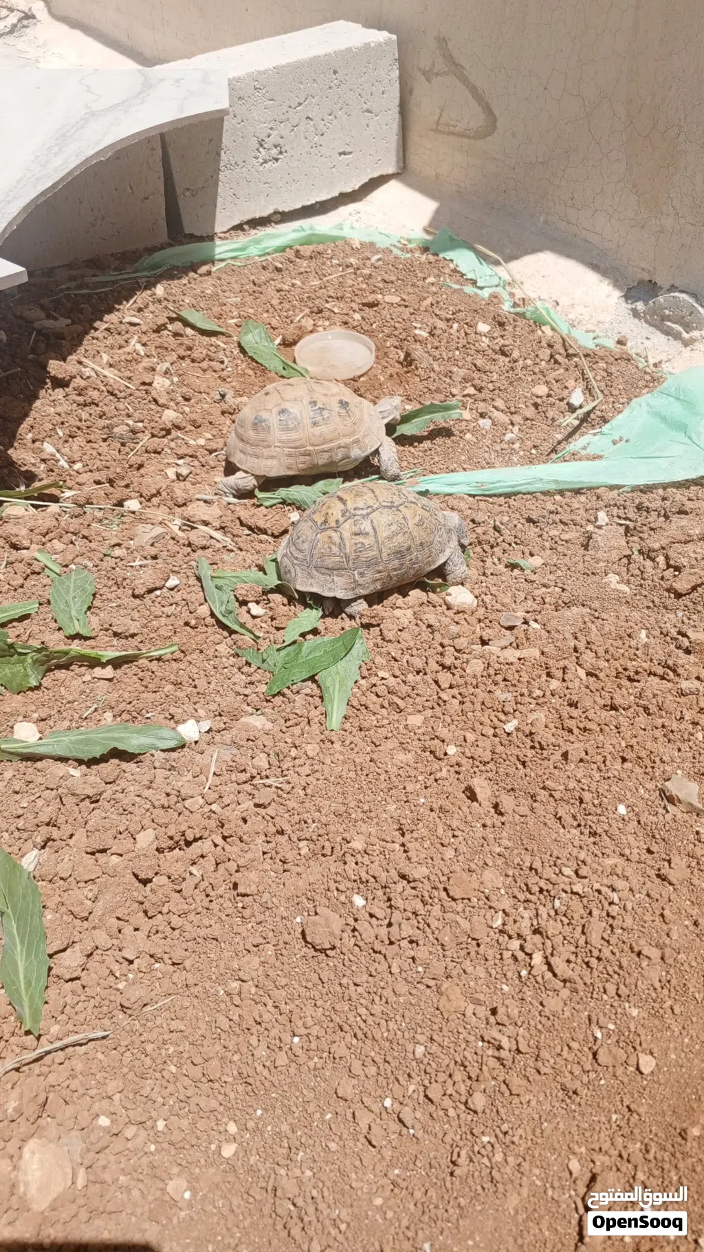 سلاحف للبيع