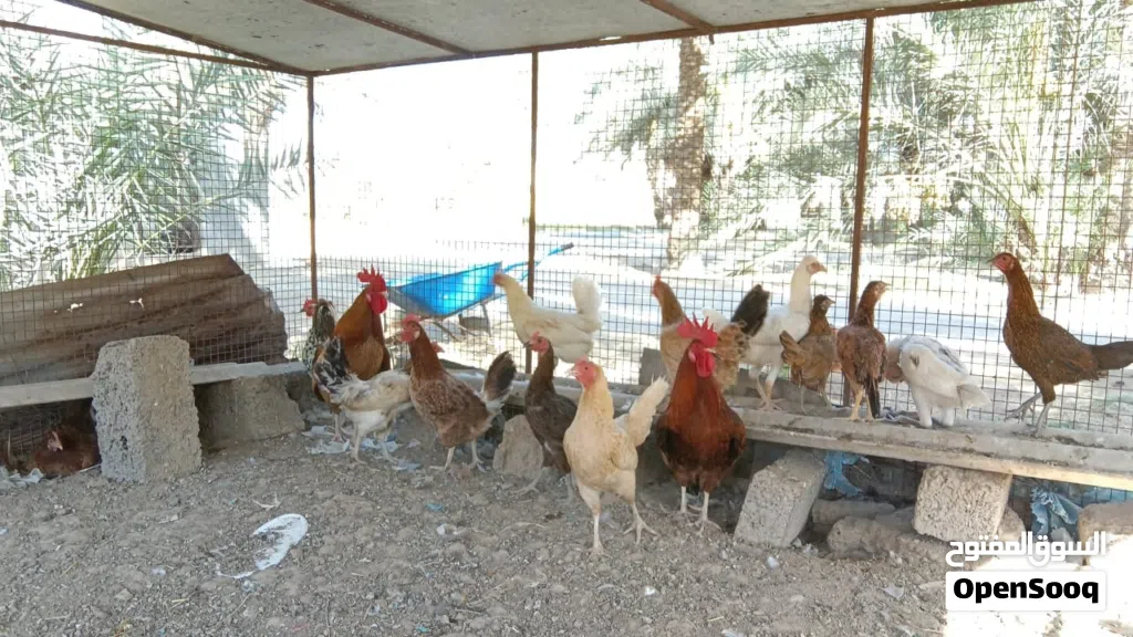 دجاج عماني