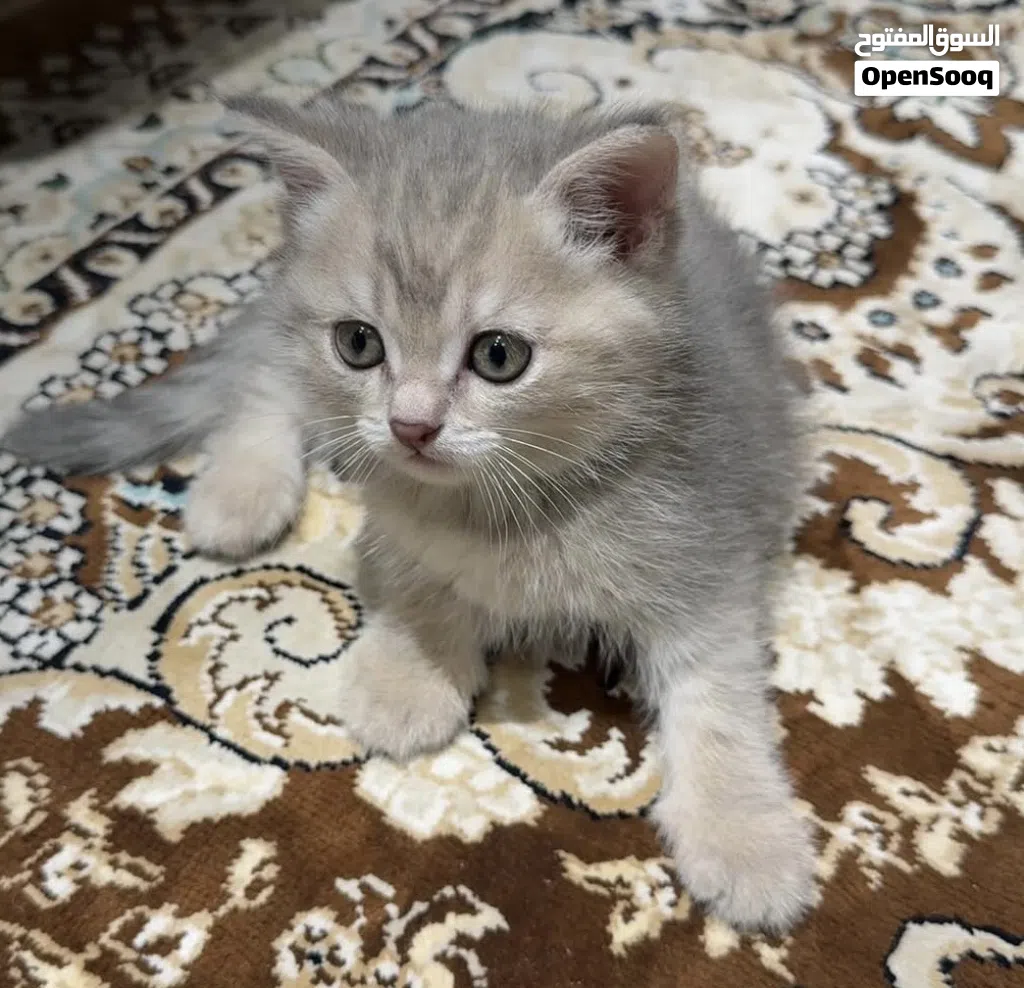 قطط مكس سكوتش فولد+سكوتش ستريت