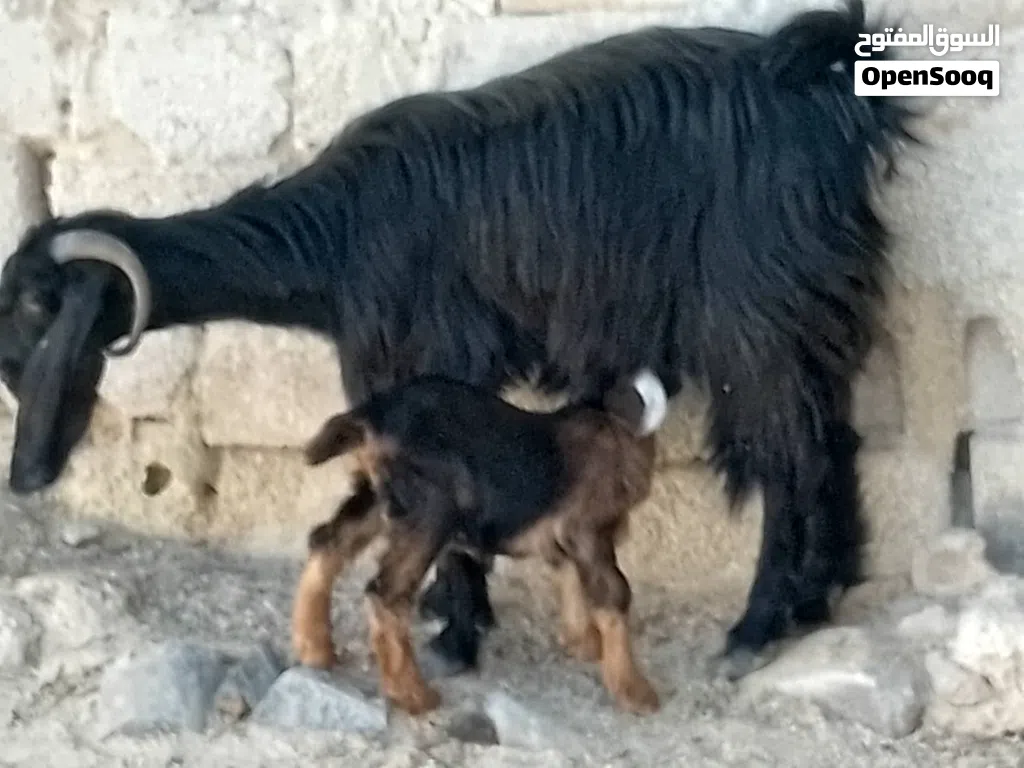 عنز ورها جدي روم عليها معاها ريشه حبه من جال صحه متازة وبزرة بلديه حشمه ونخب مطعمات ماخذات مطعوم