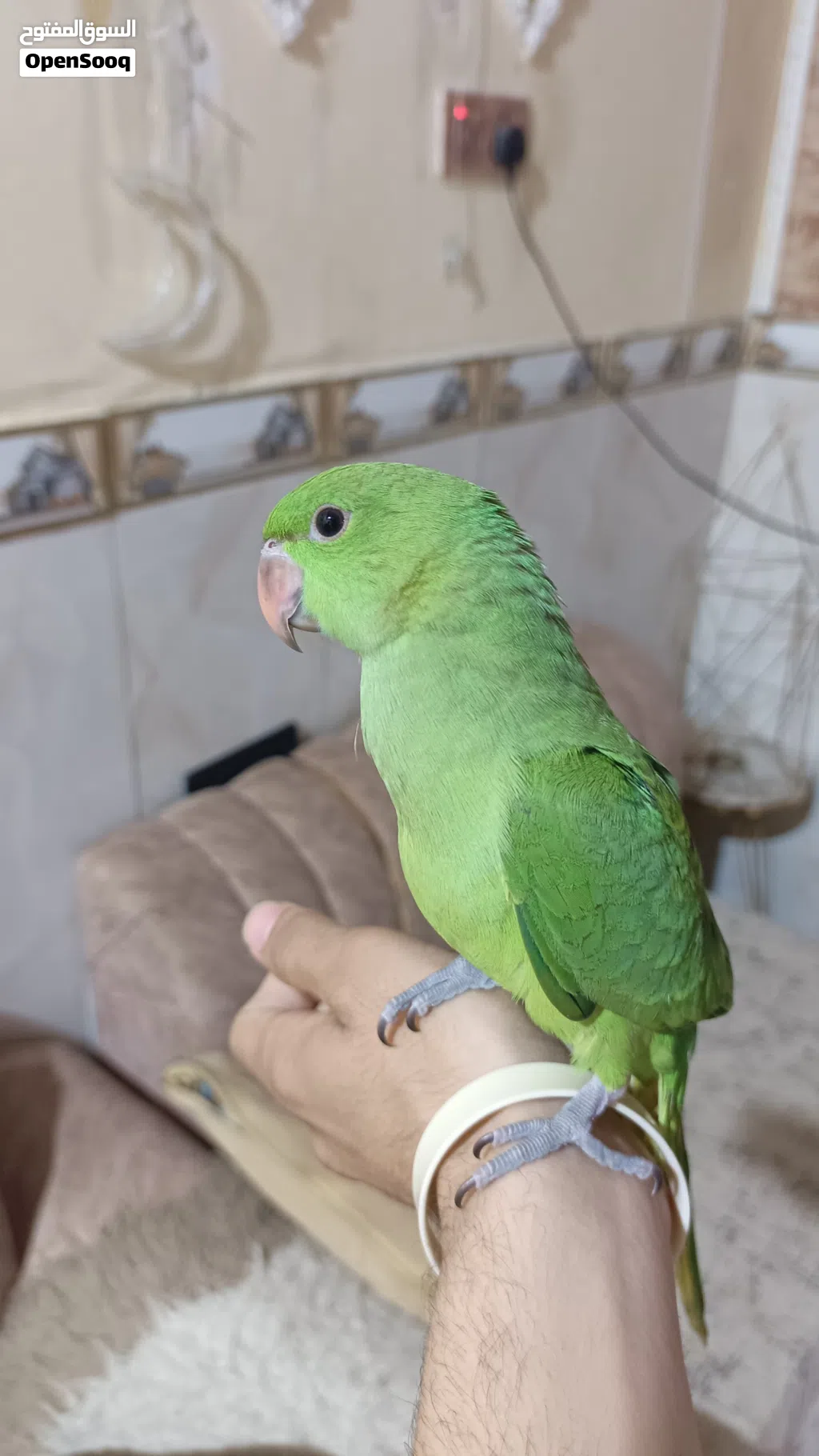 سلام عليكم دره للبيع