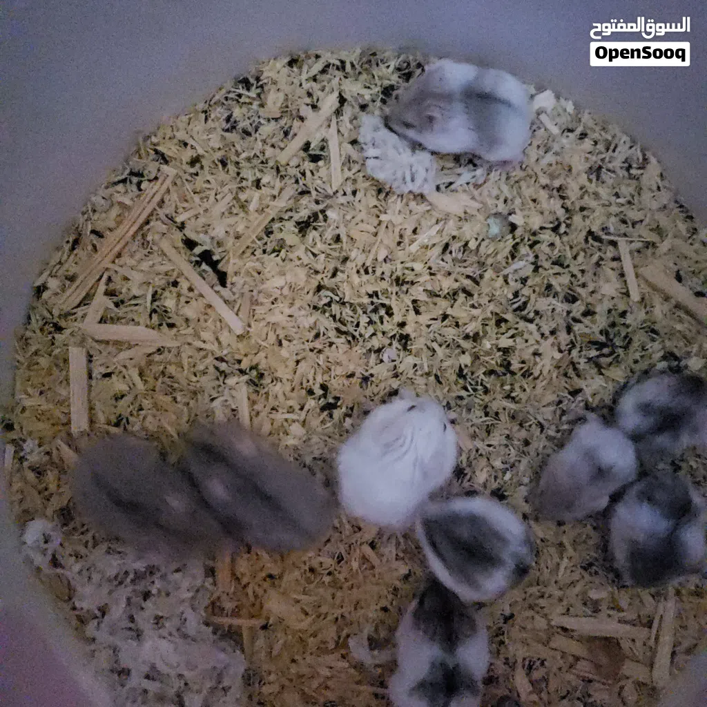 همستر روسي مطبع
