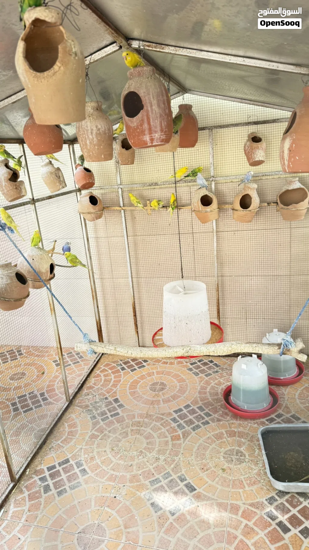 طيور كناري مع القفص و الجحال للبيع