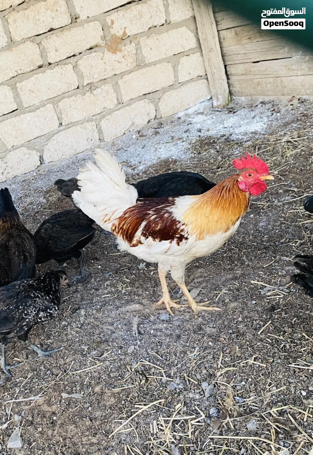 فراريج عربيات حاجه ربي يبارك نضاف داجاج حوازه محصنات