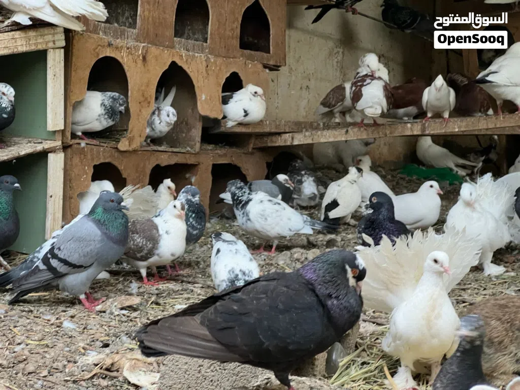 للبيع مجموعة حمام مختلف الانواع زاجل باكستاني شمسي هجين عماني وانوع أخرى كثيرة والجميع بصحة ممتازة