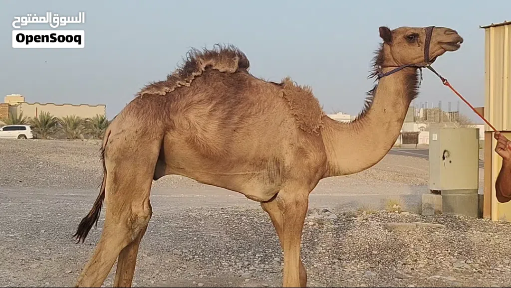 البيع حشوان لحم