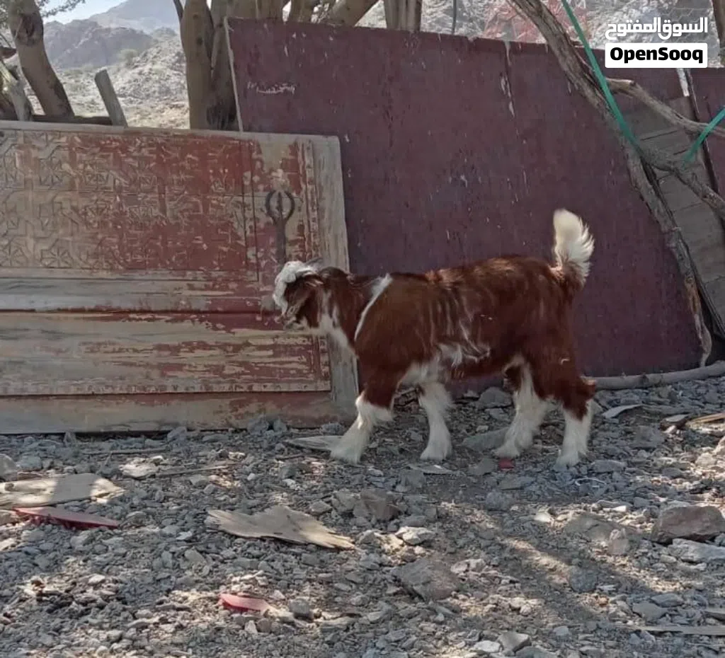 مواليد للبيع