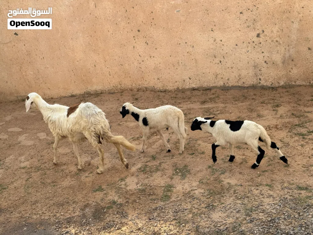 نعجه هجين تحتها زوز خرفان سنهم في الشهر ونص والنعجه قاعده ما بدلتش
