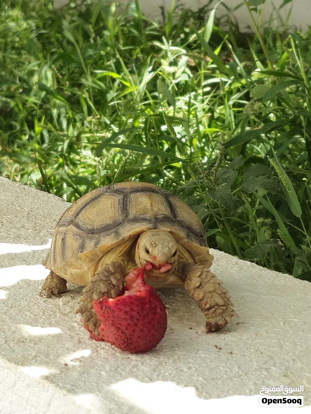 سلحفاه سولكاتا Sulcata Turtle