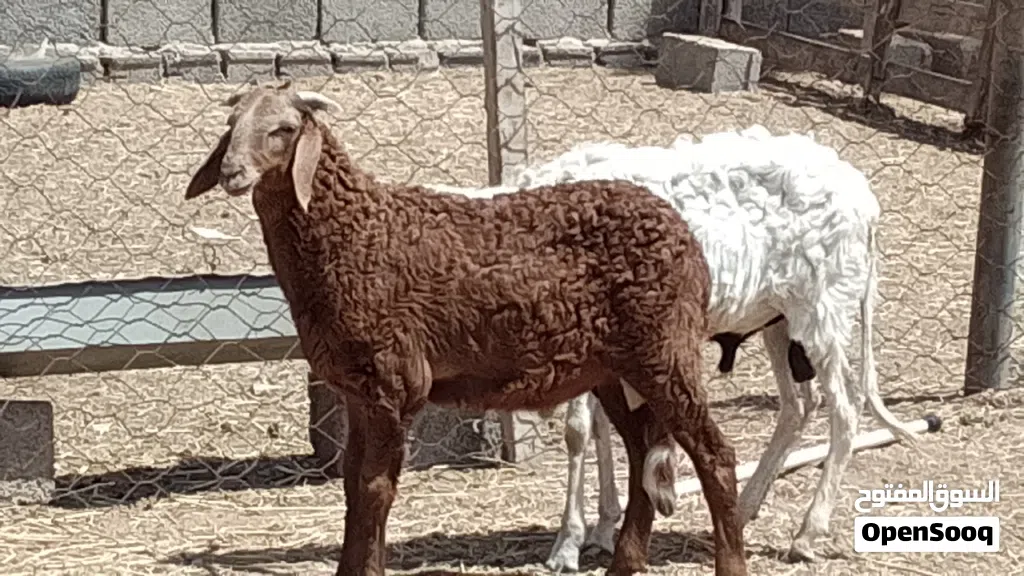 2 خرفان تبارك الله مهجنات العمر 4شهور