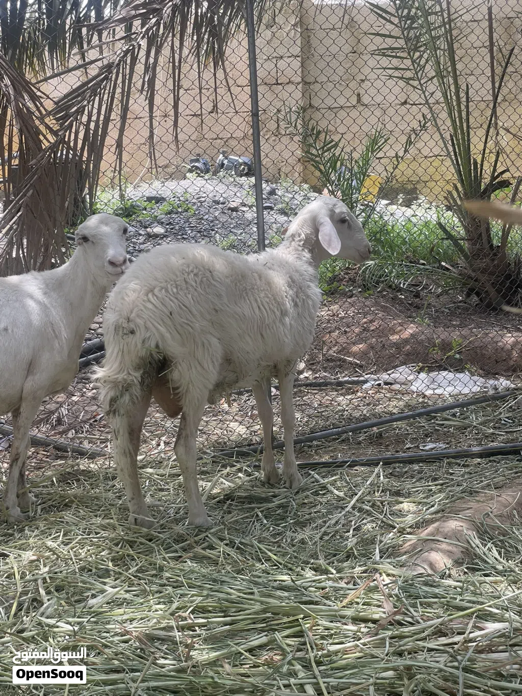 اغنام للبيع