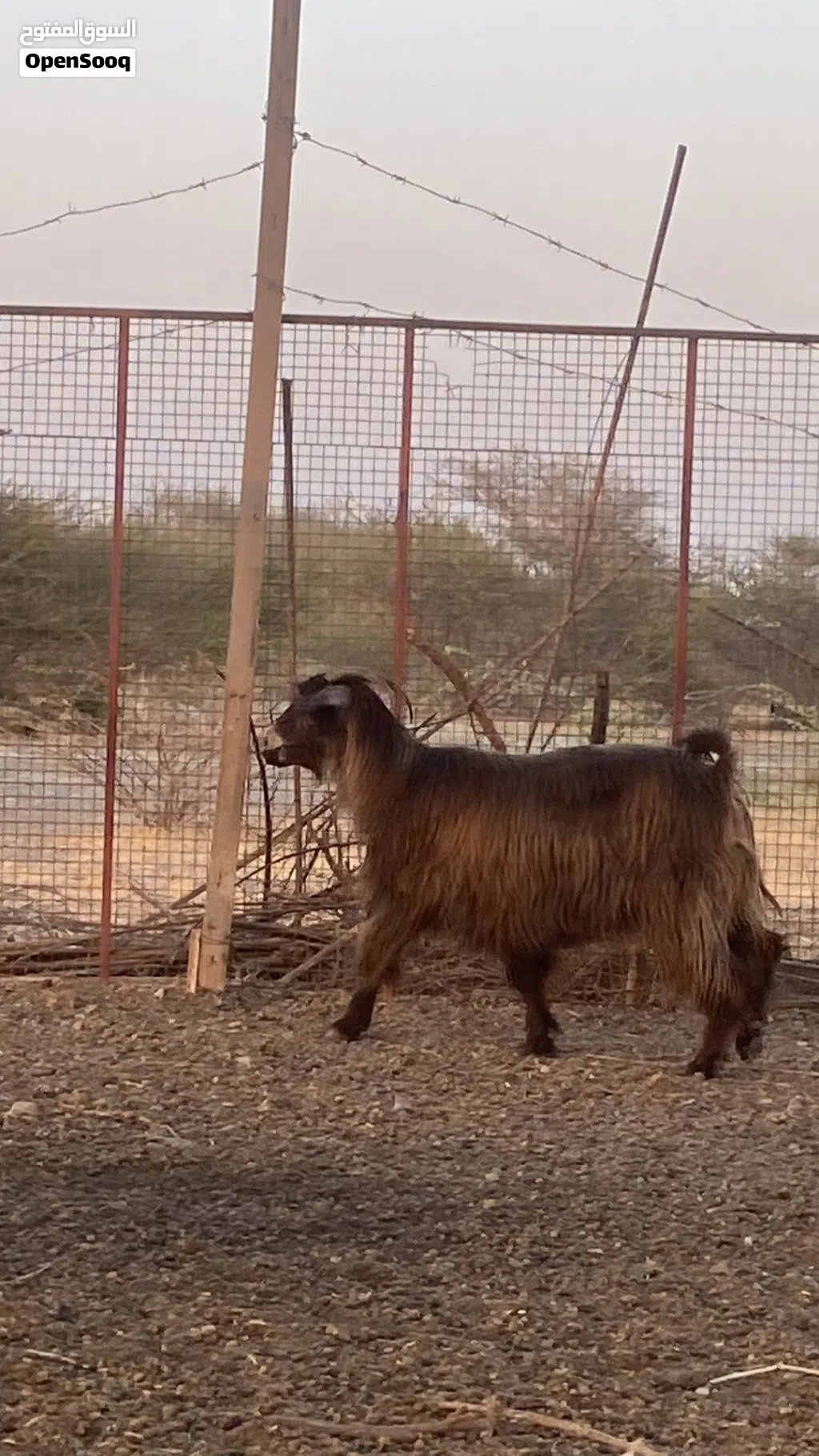 للبيع شاه شوف الوصف