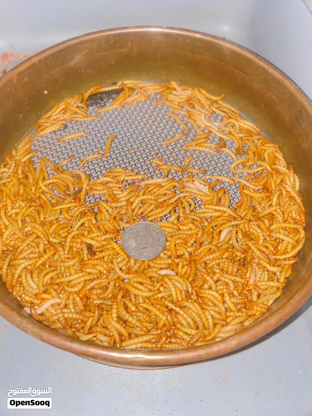 دود قبابي (ميلورم-mealworm-) حي فاخر - مفرز حسب المقاس ومغذى بروتين وكالسيوم عالي