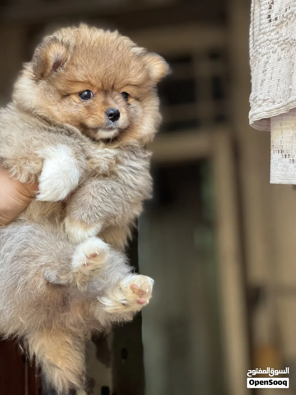 Pomeranian puppy